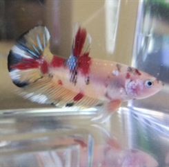 Kampfisk PKHM Emerald Candy Han